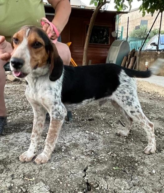 Ulisse mix Beagle 2anni CALTANISSETTA  Foto 3