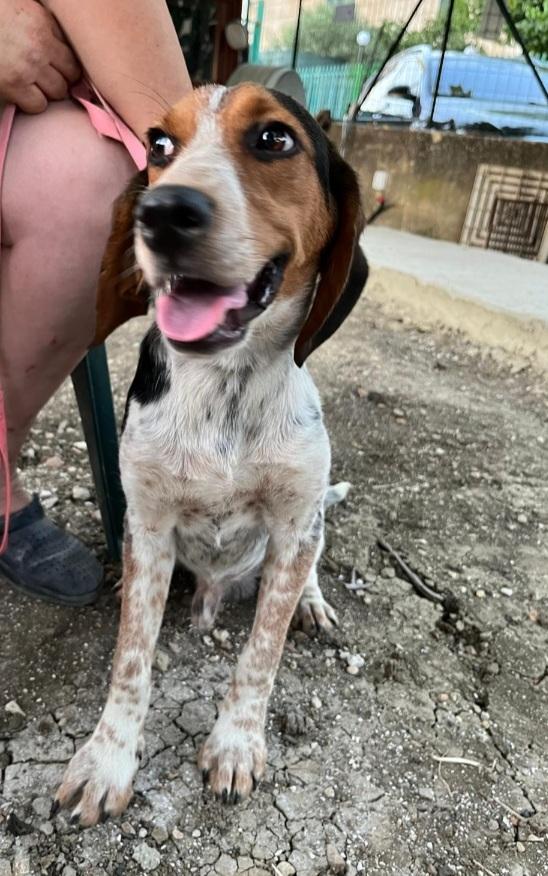 Ulisse mix Beagle 2anni CALTANISSETTA  Foto 4