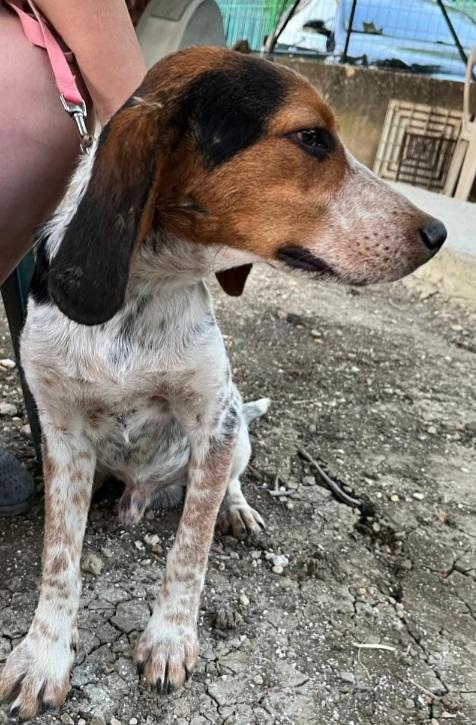 Ulisse mix Beagle 2anni CALTANISSETTA  Foto 5