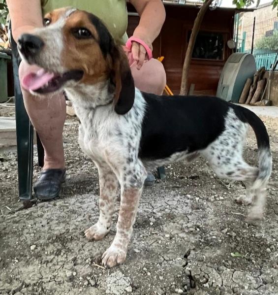 Ulisse mix Beagle 2anni CALTANISSETTA  Foto 6