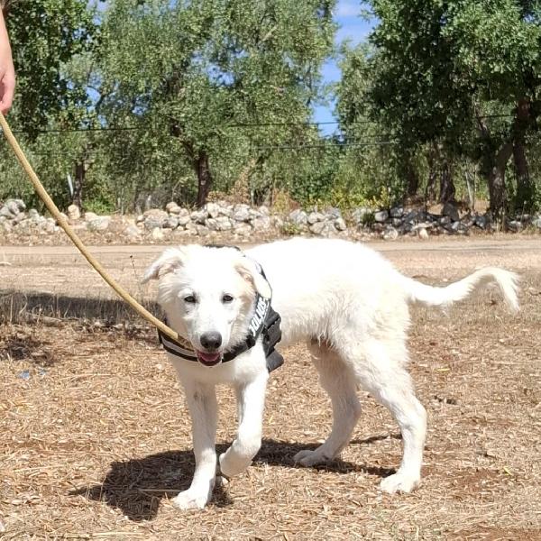 Paki Un Cucciolone Da Amare