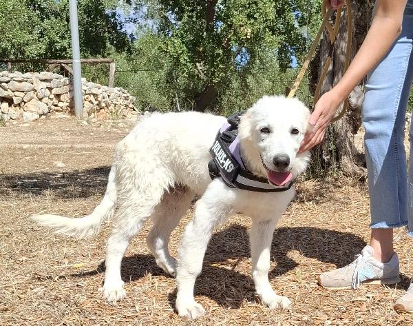 PAKI un cucciolone da amare Foto 4