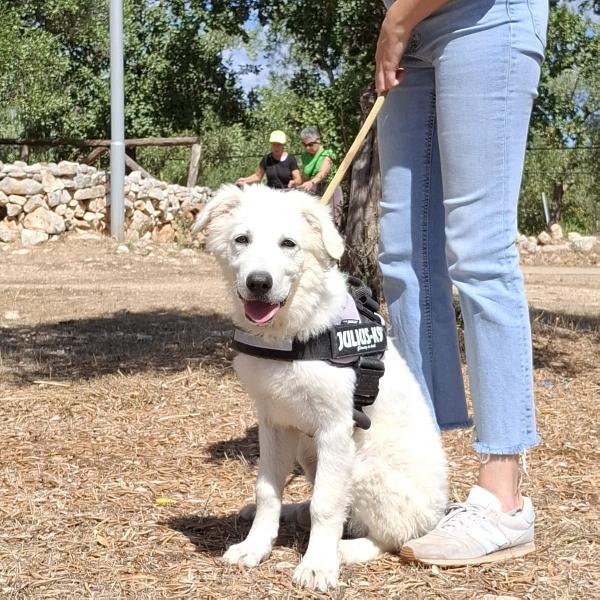 PAKI un cucciolone da amare Foto 6