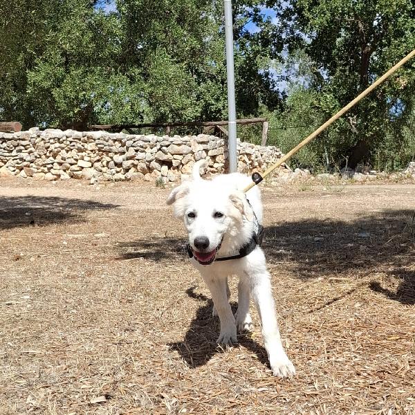 PAKI un cucciolone da amare Foto 7