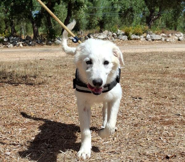 PAKI un cucciolone da amare Foto 8