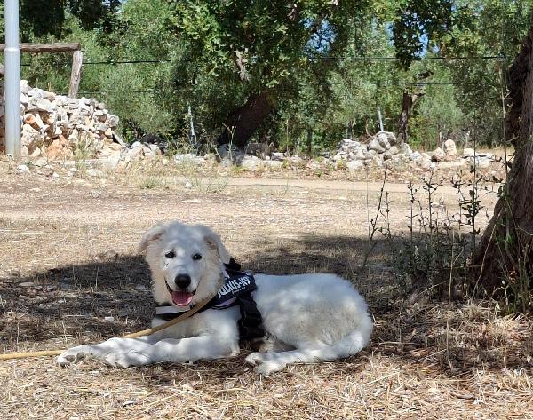 PAKI un cucciolone da amare Foto 9