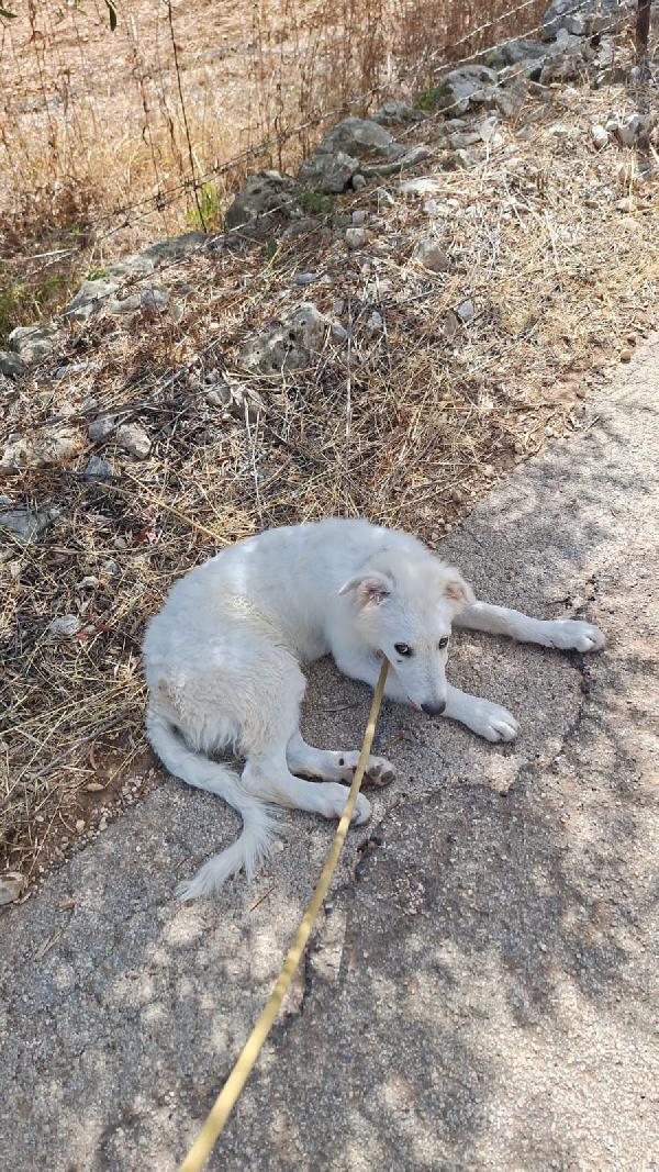 PAKI un cucciolone da amare Foto 10