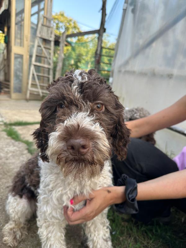 Bill, 1 Anno Mix Lagotto 