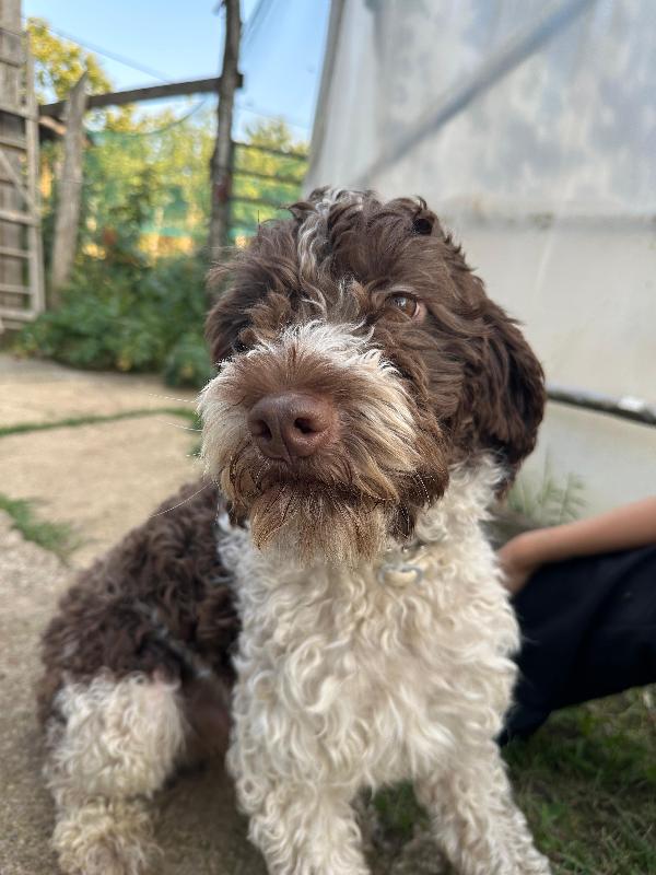 Bill, 1 anno mix lagotto  Foto 2