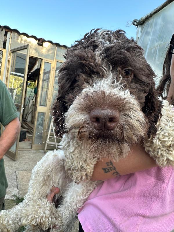 Bill, 1 anno mix lagotto  Foto 3