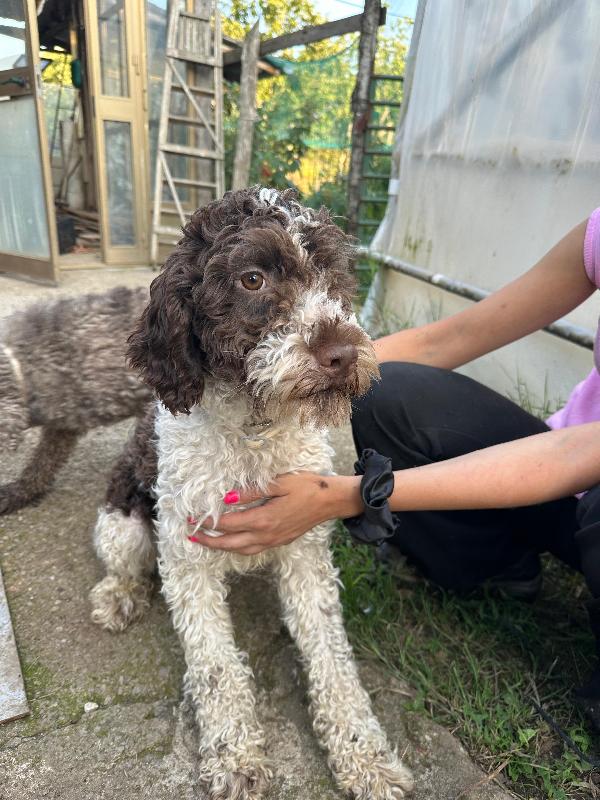 Bill, 1 anno mix lagotto  Foto 4