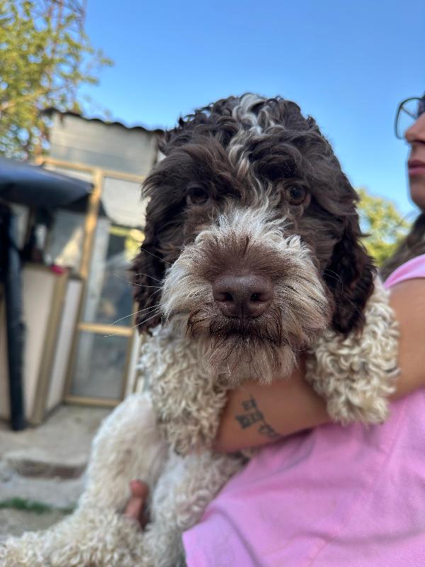 Bill, 1 anno mix lagotto  Foto 5