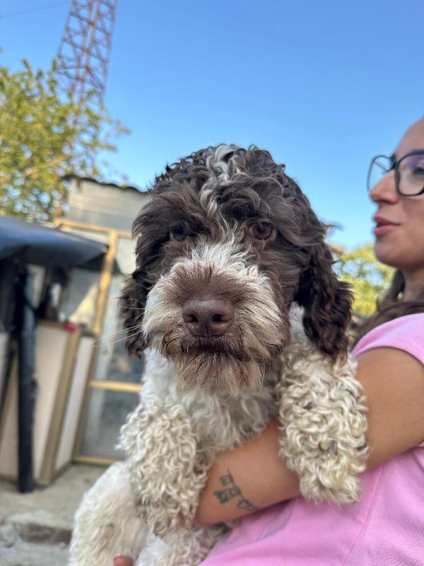 Bill, 1 anno mix lagotto  Foto 6