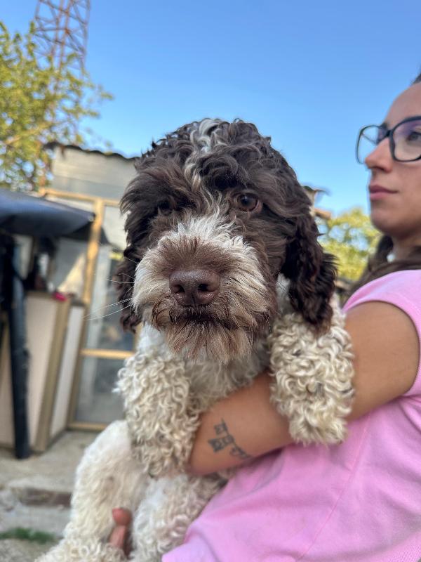 Bill, 1 anno mix lagotto  Foto 7