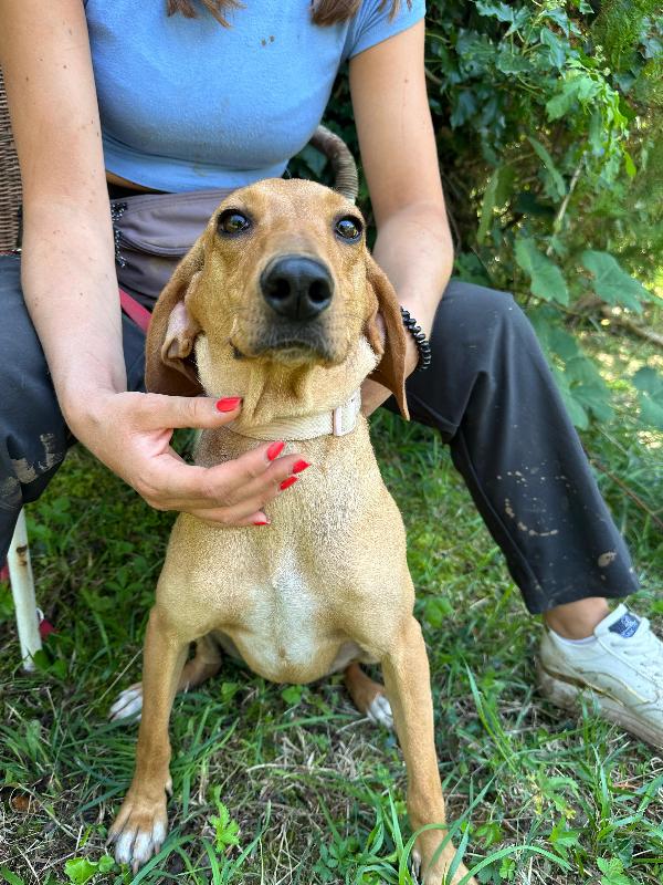 Camilla, mix segugia 1 anno e mezzo Foto 2