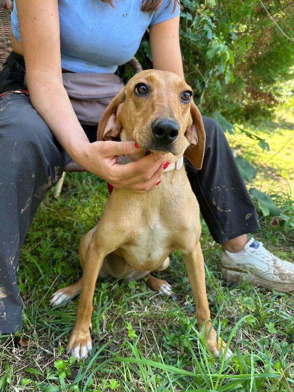Camilla, mix segugia 1 anno e mezzo Foto 4