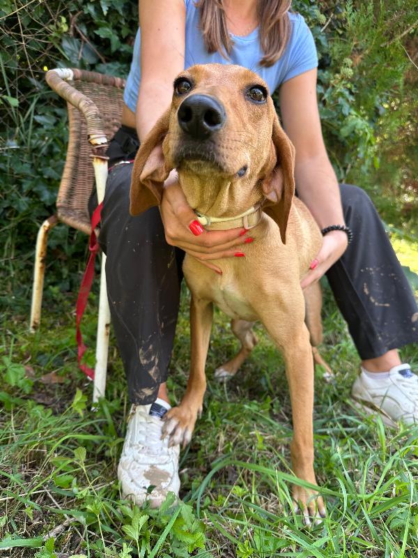 Camilla, mix segugia 1 anno e mezzo Foto 6