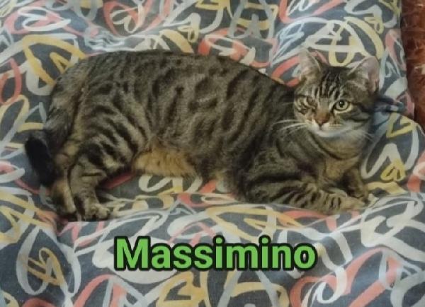Massimino Tigrato Quasi 1Anno Nessuno Lo Nota.
