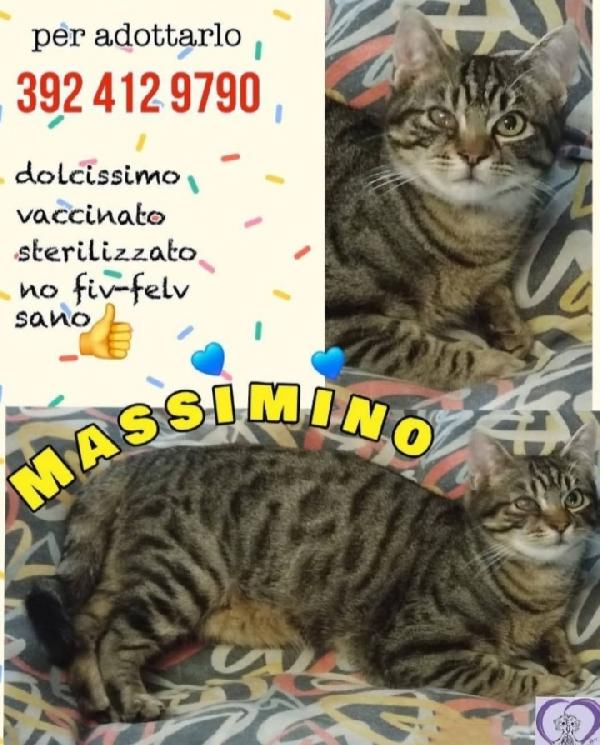 Massimino tigrato quasi 1anno nessuno lo nota. Foto 2