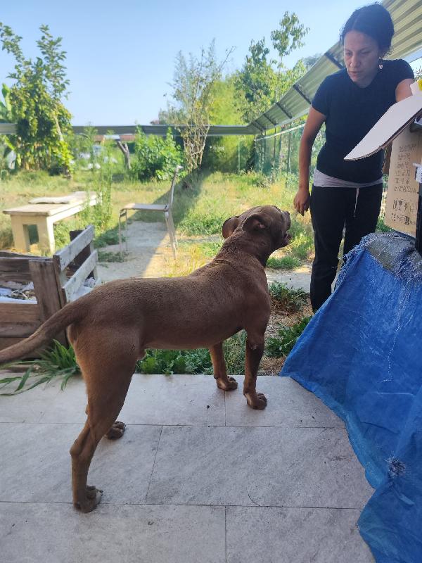 Cane Foto 2