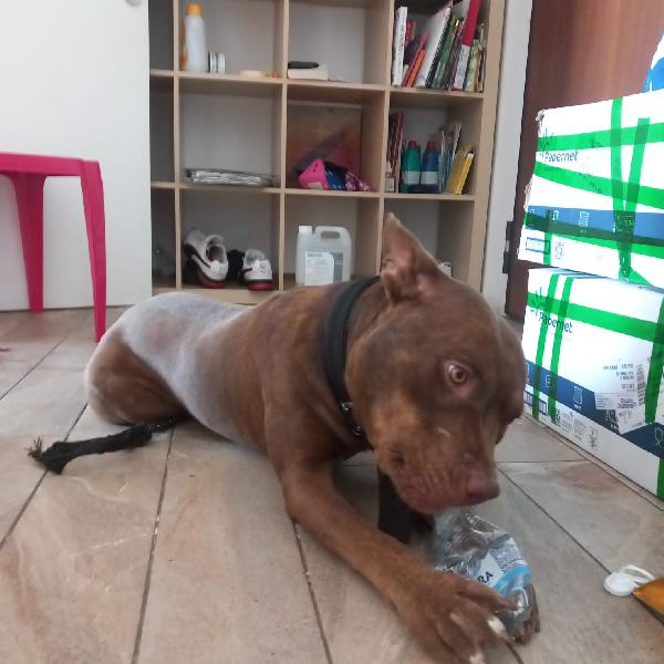 Cane Foto 4