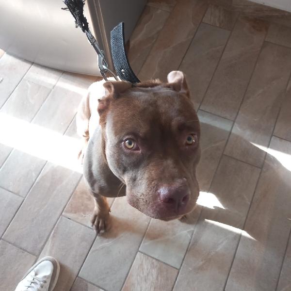 Cane Foto 5