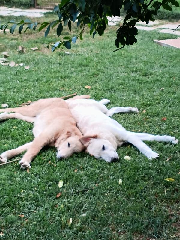 2fratelli 7mesi tg media SOS CASA PRESTO IN CANILE  Foto 2