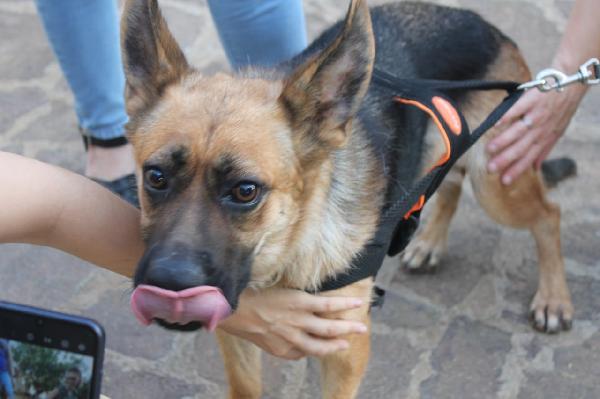 Pastore Tedesco 2/3Anni Scartata Xchè Cieca 
