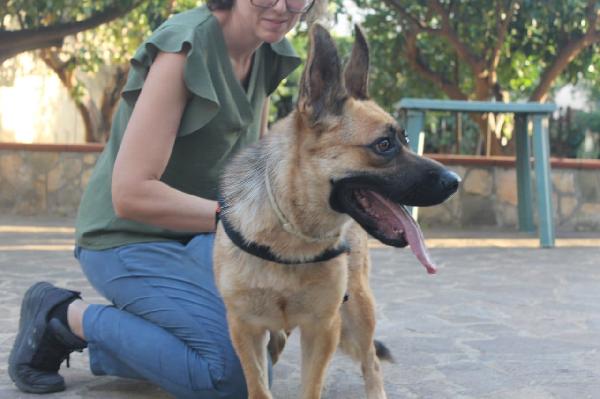 Pastore Tedesco 2/3anni scartata xchè CIECA  Foto 2