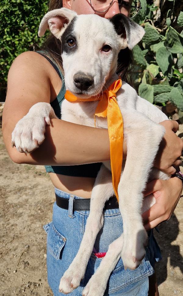ULTIMO,DOLCEZZA ALLO STATO PURO.ADOTTABILE IN TUTTA ITALIA! Foto 2