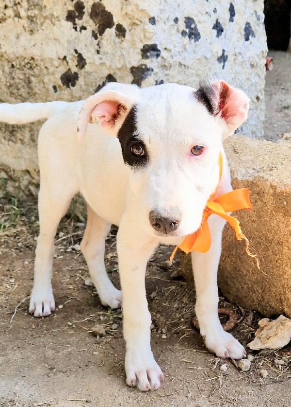 ULTIMO,DOLCEZZA ALLO STATO PURO.ADOTTABILE IN TUTTA ITALIA! Foto 6
