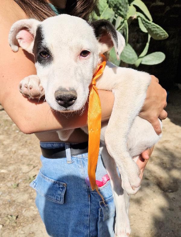 ULTIMO,DOLCEZZA ALLO STATO PURO.ADOTTABILE IN TUTTA ITALIA! Foto 7