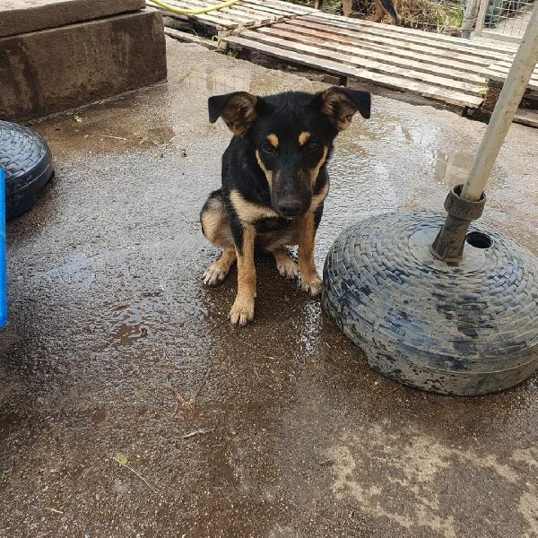 Ada🌹🐾🌹 Foto 5