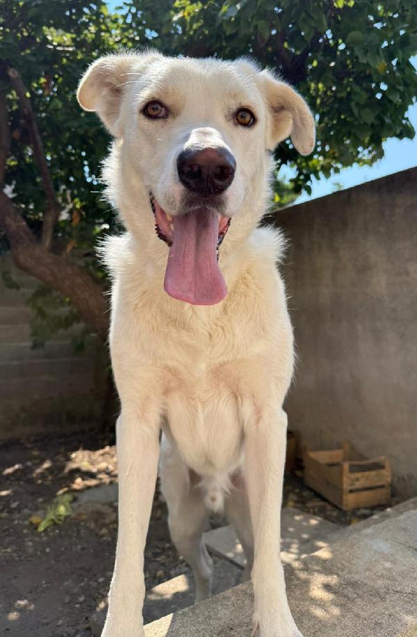 Teddy Cucciolone Mix Labrador 