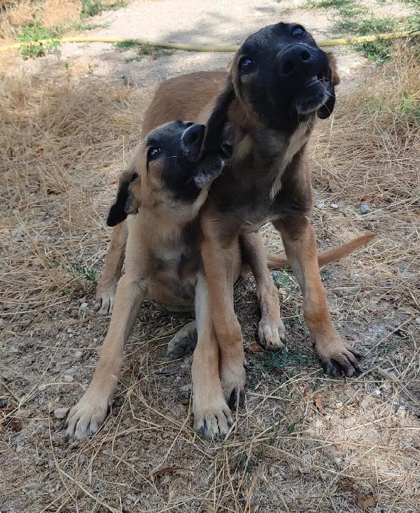 2 cucciole di incrocio con pastore belga malinois  Foto 2