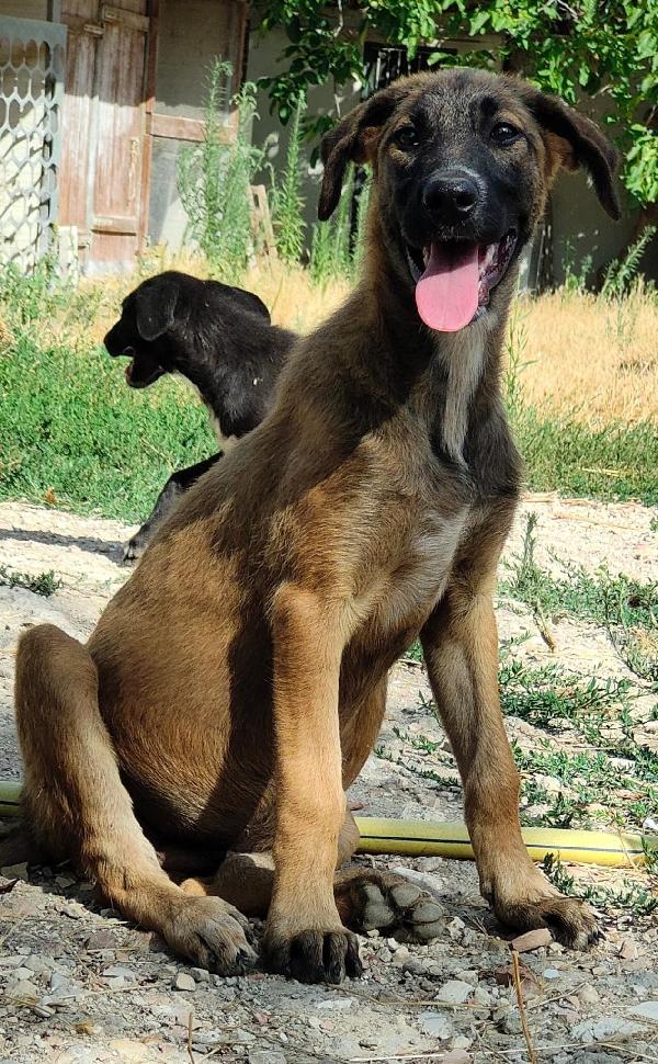2 cucciole di incrocio con pastore belga malinois  Foto 3