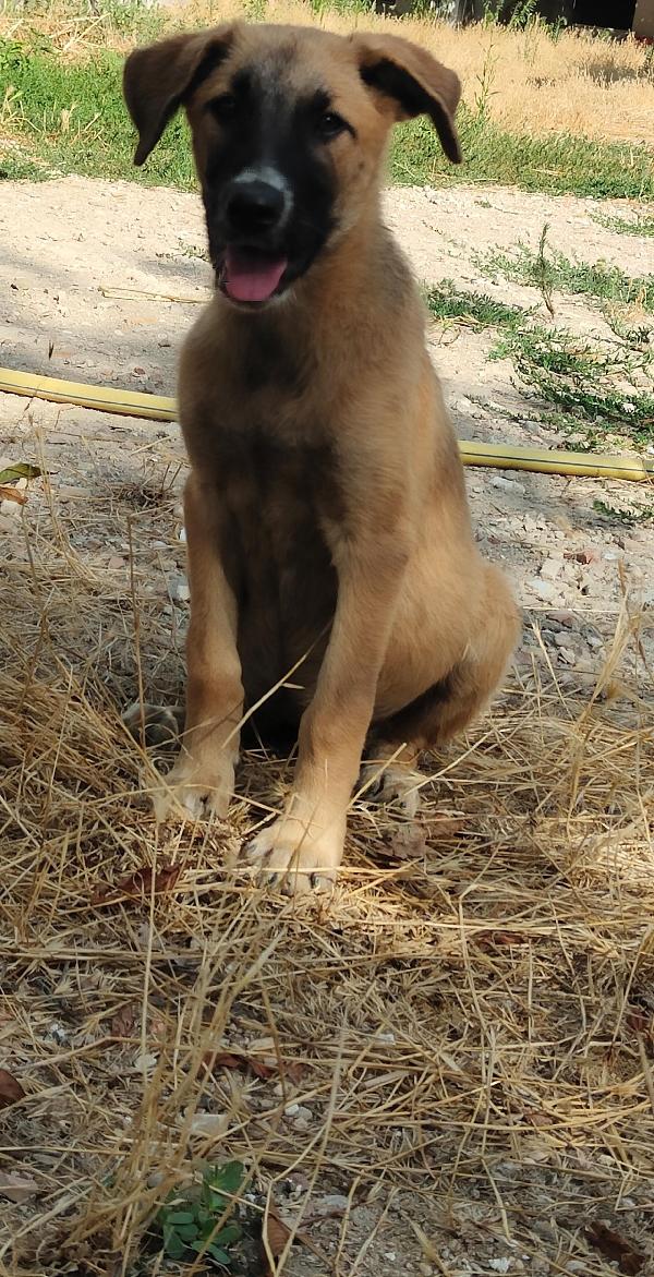 2 cucciole di incrocio con pastore belga malinois  Foto 4