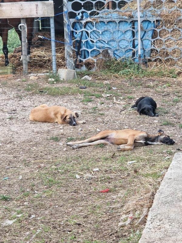 2 cucciole di incrocio con pastore belga malinois  Foto 5