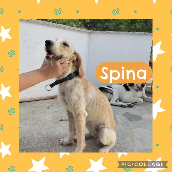 💕🐾 Spina 🐾💕 Tenera Dolce Simil Spinoncina In Adozione 
