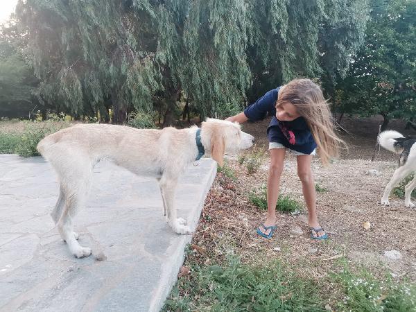 💕🐾 spina 🐾💕 tenera dolce simil spinoncina in adozione  Foto 2