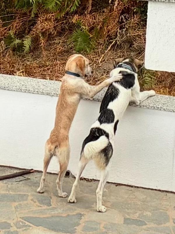 💕🐾 spina 🐾💕 tenera dolce simil spinoncina in adozione  Foto 3