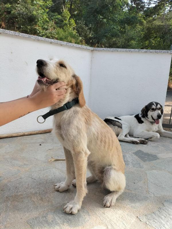 💕🐾 spina 🐾💕 tenera dolce simil spinoncina in adozione  Foto 5
