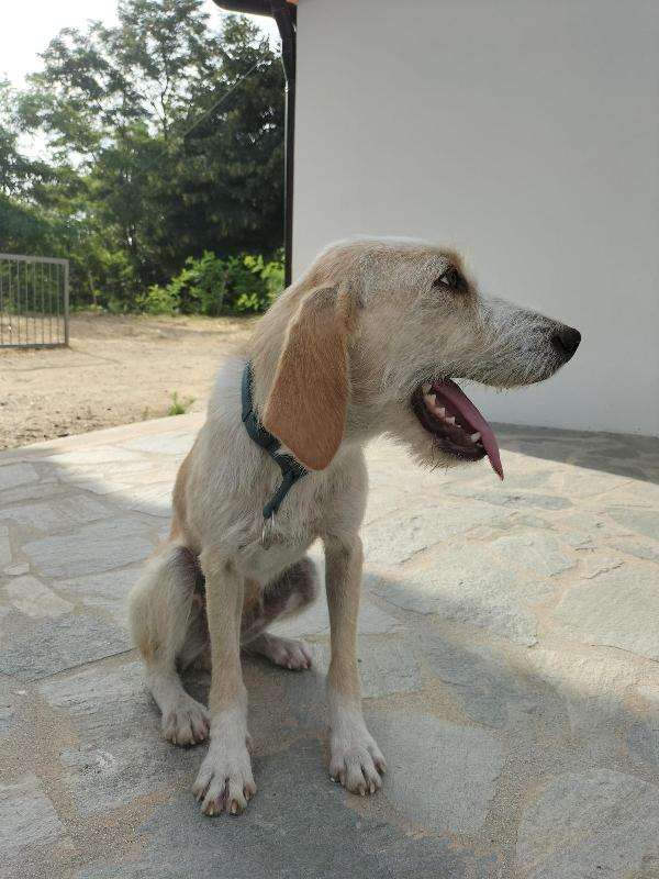 💕🐾 spina 🐾💕 tenera dolce simil spinoncina in adozione  Foto 6