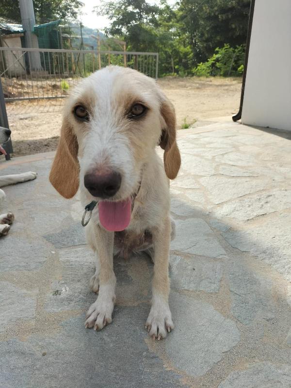 💕🐾 spina 🐾💕 tenera dolce simil spinoncina in adozione  Foto 7