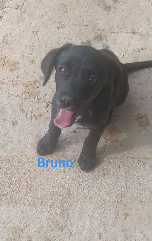 Bruno, Bice, Brina