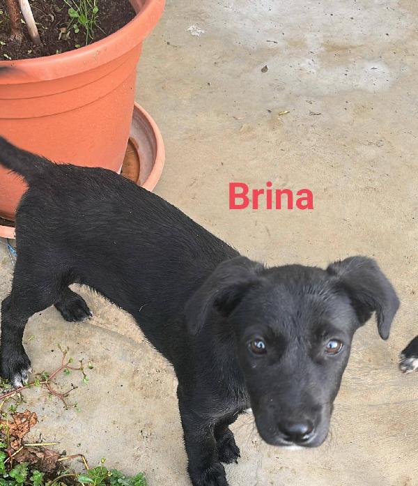 BRUNO, BICE, BRINA Foto 2
