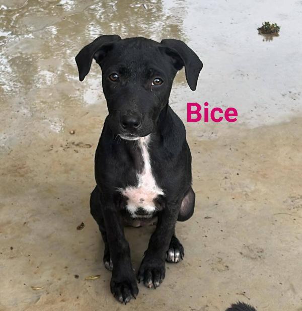 BRUNO, BICE, BRINA Foto 3