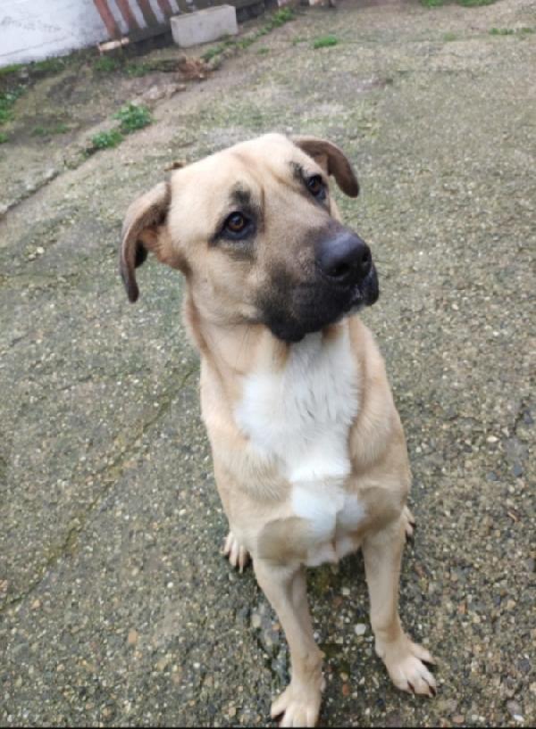 Cody 3Anni E 1/2 Salito 3Anni Fa E Rifiutato! Milano