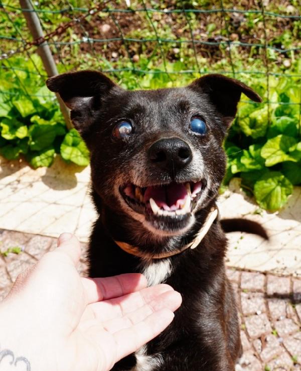 Bobby, Super Adozione Del Cuore
