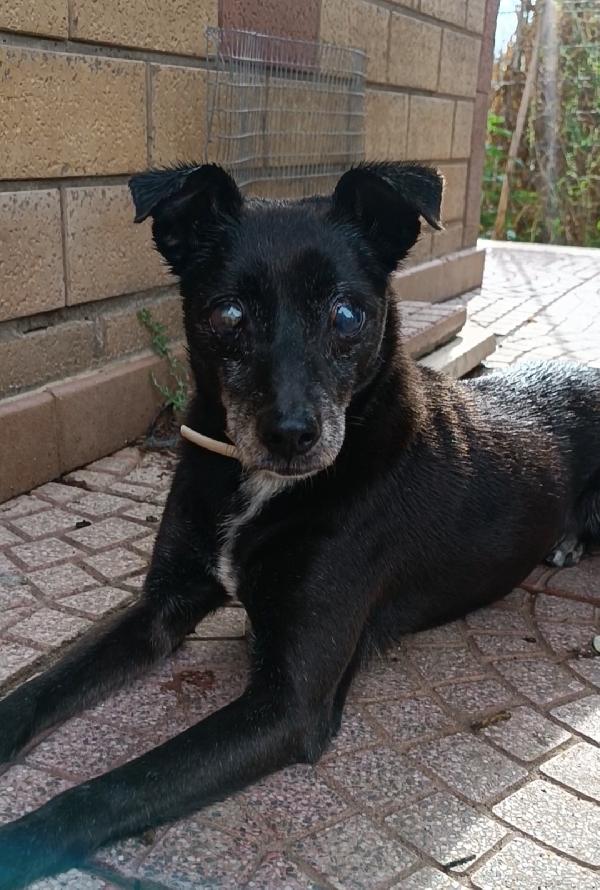 Bobby, super adozione del cuore Foto 5